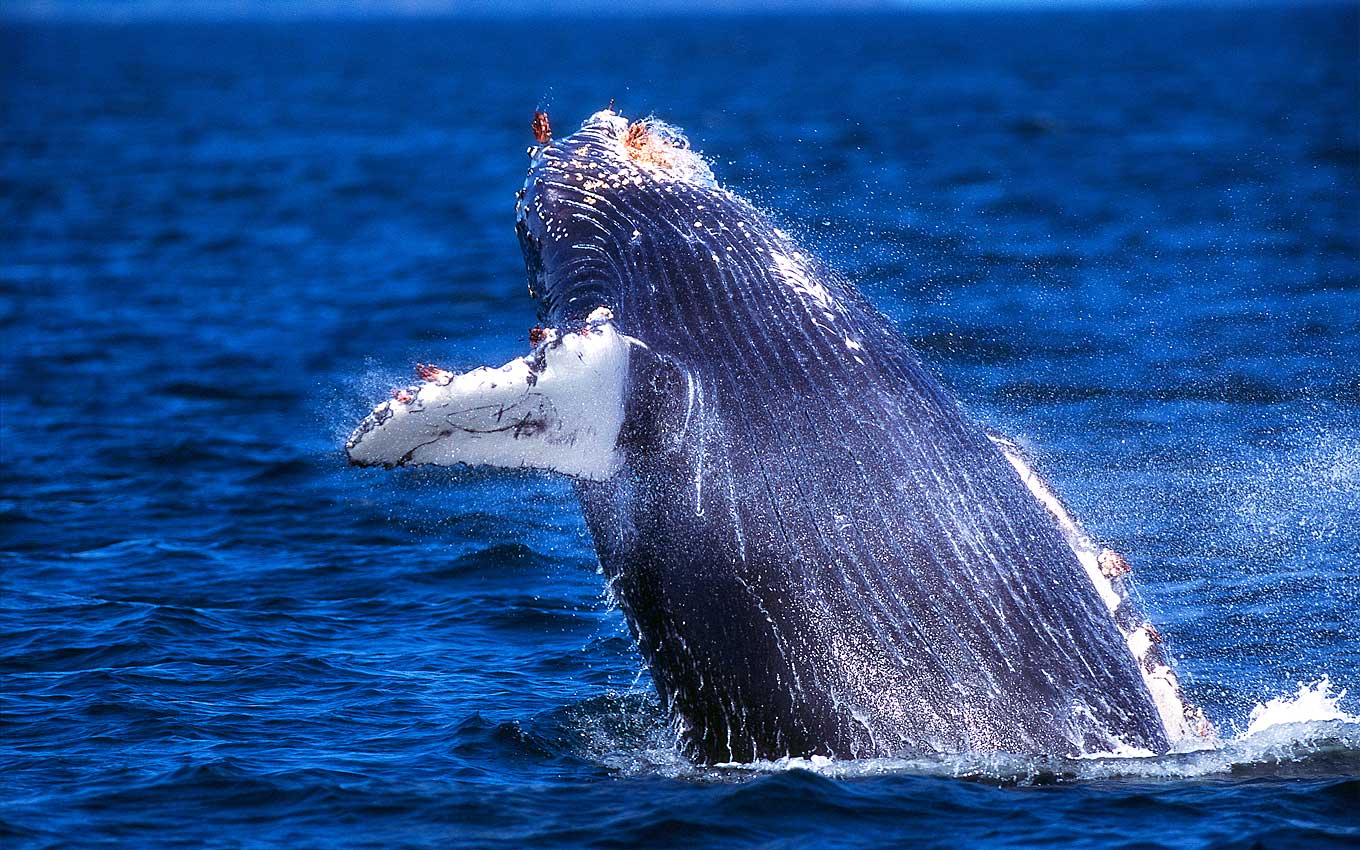 A humpback whale breaching in the waters off Kauai, captured during a thrilling whale watching tour.