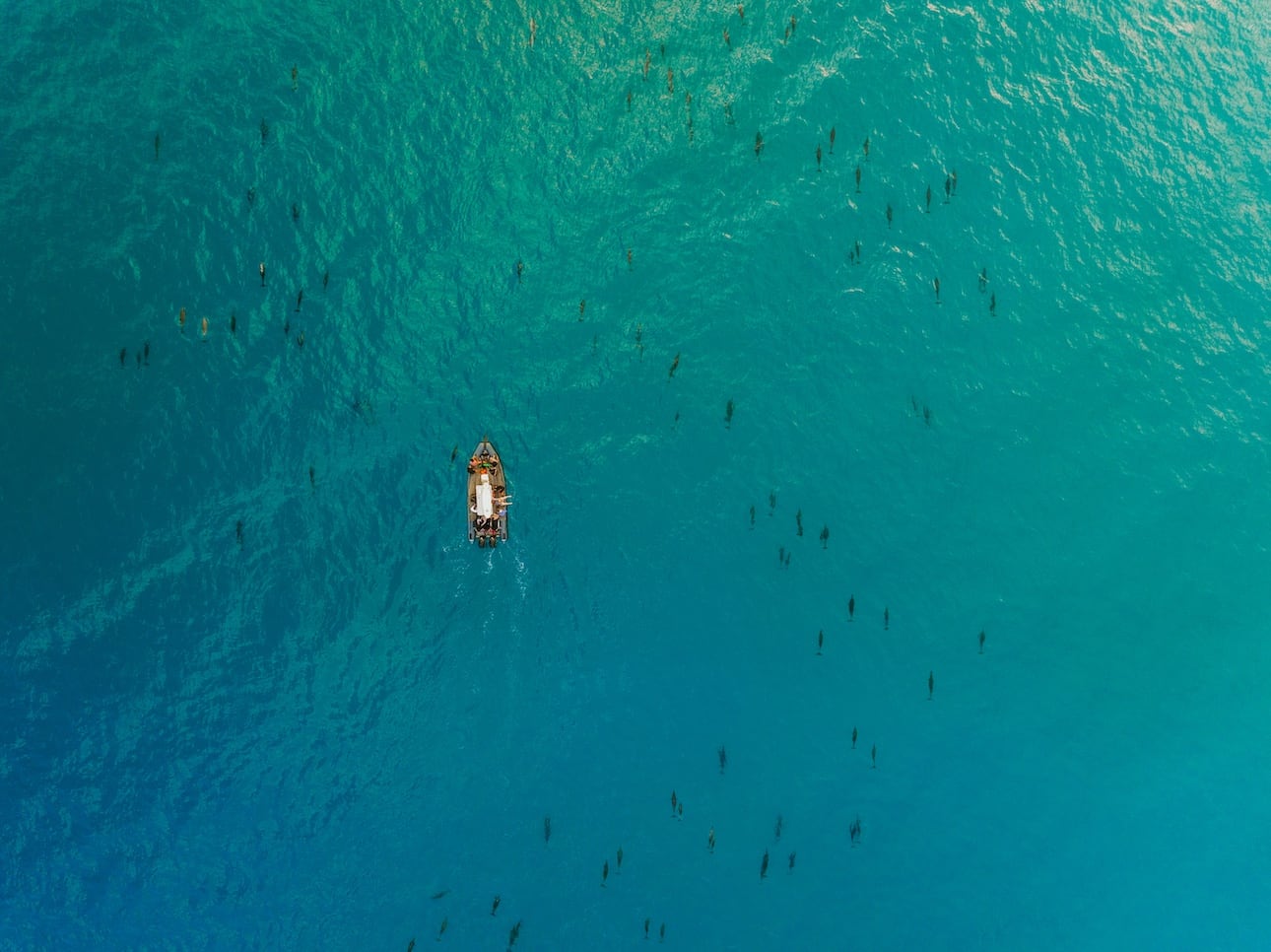 Aerial view of a Kauai raft tours surrounded by a pod of dolphins swimming in the clear blue ocean.