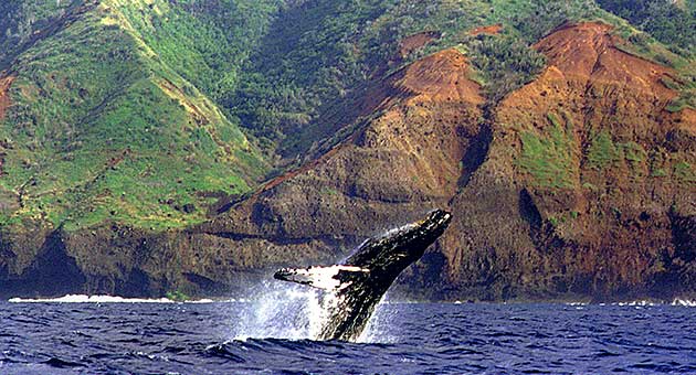 Humpback whales on Na Pali.