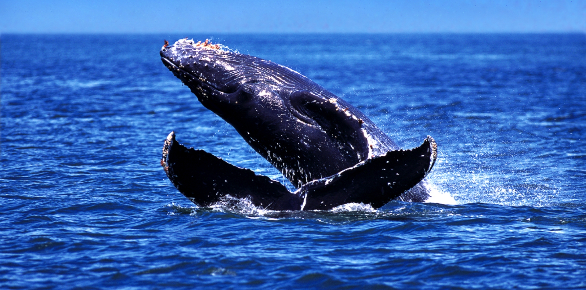 Capt Andy's Raft Whale Watch - Up-Close Encounters featured image