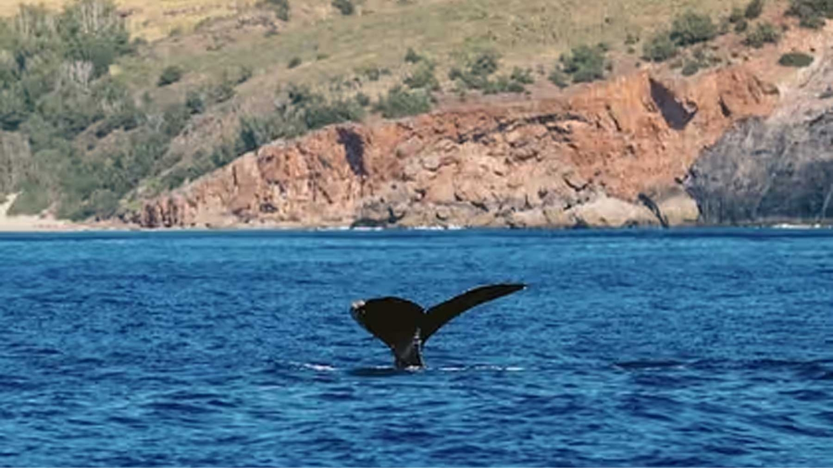 Capt Andy's Raft Whale Watch - Up-Close Encounters large list image