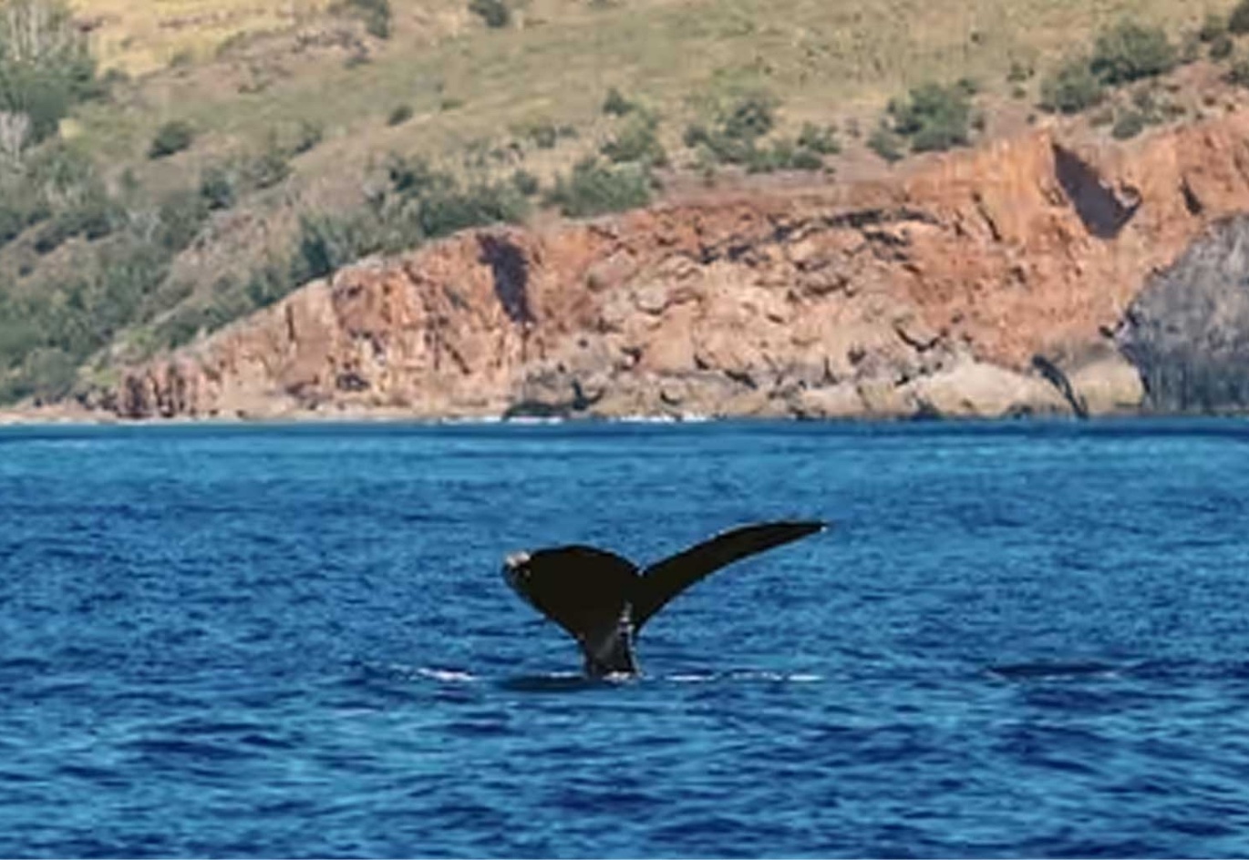 Capt Andy's Raft Whale Watch - Up-Close Encounters thumbnail image